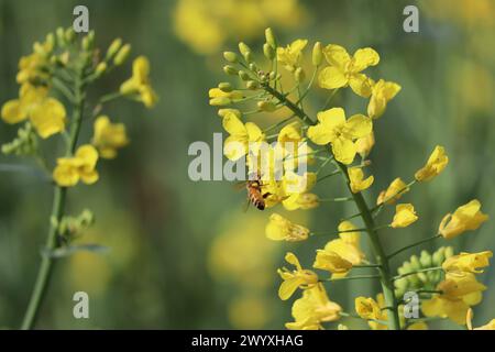 Biene mit Pollensack auf Rapssamen Stockfoto