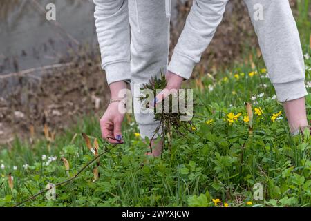 Die Frau sammelt Bruscandoli: Wilde Kräuter auf einer Wiese in Norditalien, wo es auch Schachtelhalmpflanzen (Equisetum telmateia) gibt. Das mehrjährige krautige Stockfoto