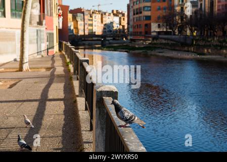 Cases de l'Onyar und Onyar River View in Girona, Spanien Stockfoto