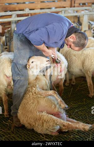 Landwirt, der die Hufe eines Schafhalters schneidet, der trächtigen Schafzucht Latxa Rasse Gomiztegi Baserria, Arantzazu, Oñati, Gipuzkoa, Baskenland, Spanien. Stockfoto