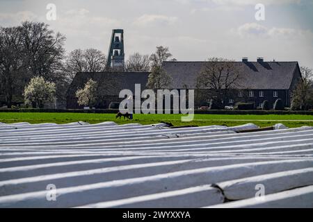 Spargelfelder, Spargelstiele unter Folie, für schnelleres Wachstum, bei Kirchhellen, Grundgerüst von Schacht 10, ehemalige Zeche Prosper Händel, Bezirk von Stockfoto