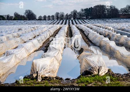 Feuchte Spargelfelder, Spargelstängel unter Folie, für schnelleres Wachstum, bei Kirchhellen, Landkreis Bottrop, NRW, Deutschland, Stockfoto