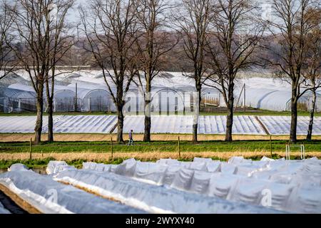 Spargelfelder, Spargelstiele unter Folie, für schnelleres Wachstum, im Hintergrund Foliengewächshäuser für Erdbeeren, bei Kirchhellen, Stadtteil Bo Stockfoto