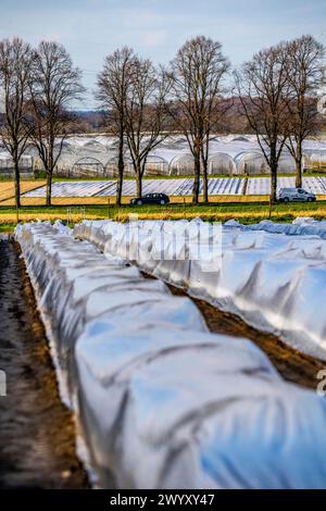 Spargelfelder, Spargelstiele unter Folie, für schnelleres Wachstum, im Hintergrund Foliengewächshäuser für Erdbeeren, bei Kirchhellen, Stadtteil Bo Stockfoto