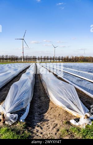 Spargelfelder, Spargelstängel unter Folie, für schnelleres Wachstum, im Hintergrund Foliengewächshäuser für Erdbeeren, Windräder, bei Kirchhellen, Stockfoto