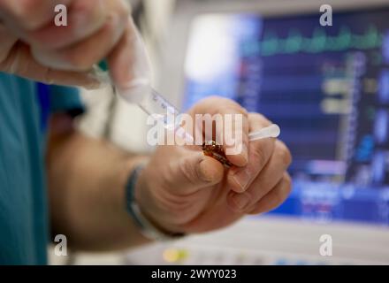 Urologie-Operationssaal. Hospital de Zumarraga, Gipuzkoa, Euskadi, Spanien. Stockfoto