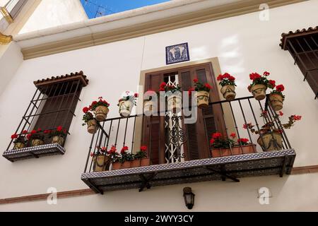 Balkon mit rot blühenden Geranien in Töpfen. Málaga, Spanien. Stockfoto