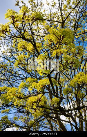 Acer platanoides, allgemein bekannt als norwegischer Ahornbaum in der Frühlingsblüte Stockfoto