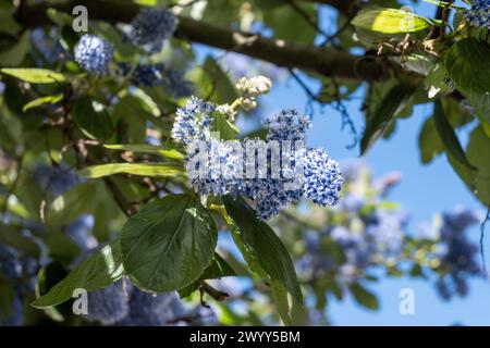 Blaue Blüten von Eltleaf Ceanothus, Insel Ceanothus oder Sland Mountain Lila blühenden Baum im Londoner Garten, Großbritannien im Frühjahr Stockfoto