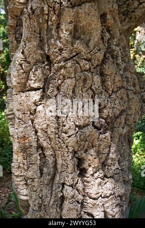 Korkbaumstamm (Quercus suber), Portugal Stockfoto
