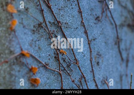 Atmosphärischer Hintergrund mit Pflanzen, die auf einer Betonwand mit geringer Schärfentiefe gewachsen sind Stockfoto