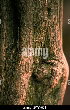 Der Geist des Waldes, ein bizarrer Charakter, der durch die Falten einer alten Baumrinde geschaffen wurde Stockfoto