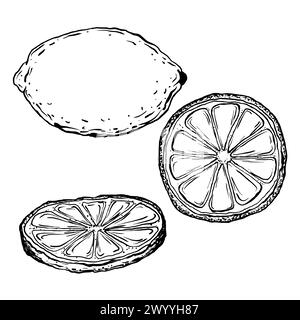 Vektor Set saftige Zitronen mit Blättern auf den Zweigen mit Blumen. Grafische botanische Illustration Zitrusfrucht im Linienstil, Skizze, Tafel Stock Vektor