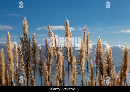 Hübsches Pampasgras in der Sonne, in Eastbourne an der Küste von Sussex Stockfoto