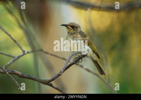 Braunhonigfresser (Lichmera indistincta), kleiner brauner Nektarblütenfresser, der in Ostaustralien häufig vorkommt. Kleiner brauner interessanter Vogel, der auf einem thront Stockfoto