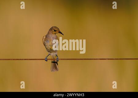 Braunhonigfresser (Lichmera indistincta), kleiner brauner Nektarblütenfresser, der in Ostaustralien häufig vorkommt. Kleiner brauner interessanter Vogel, der auf einem thront Stockfoto