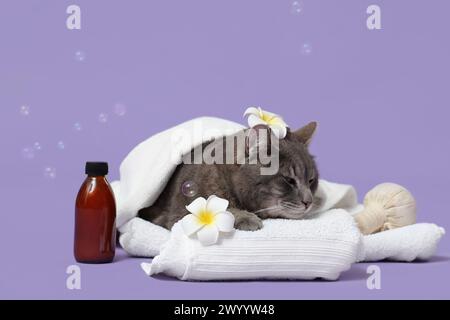 Niedliche entspannende graue Katze mit Handtüchern, Blumen, Spa-Tools und Seifenblasen auf lila Hintergrund Stockfoto