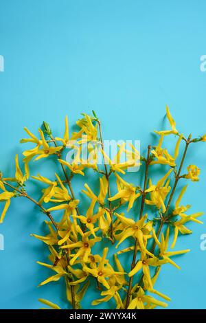 Gelber Frühlingsblumenrahmen mit Forsythienblüten auf blauem Hintergrund Stockfoto