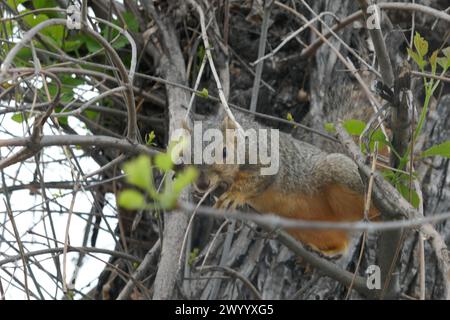 North Hollywood, Kalifornien, USA 5. April 2024 Eichhörnchen in Tree am 5. April 2024 in North Hollywood, Kalifornien, USA. Foto: Barry King/Alamy Stock Photo Stockfoto