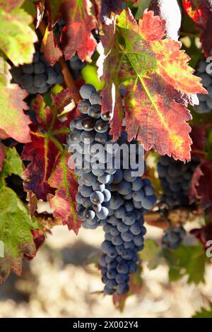 Tempranillo, Weinberge, Samaniego, Araba, Rioja Alavesa, Baskenland, Spanien. Stockfoto