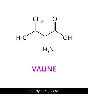 Valin, eine essentielle Aminosäure, hat eine verzweigte aliphatische Seitenkette. Das wissenschaftliche Vektorschema oder die Molekülstruktur umfasst ein zentrales Kohlenstoffatom, das an Wasserstoff-, Methyl- und Aminogruppen gebunden ist Stock Vektor