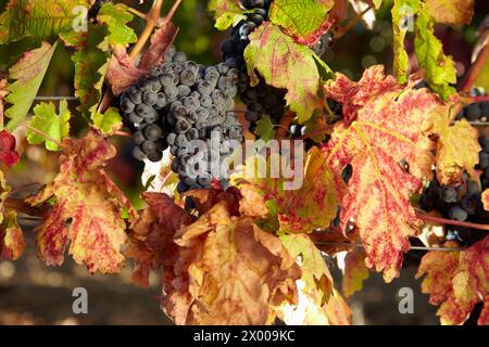 Tempranillo, Weinberge, Samaniego, Araba, Rioja Alavesa, Baskenland, Spanien. Stockfoto