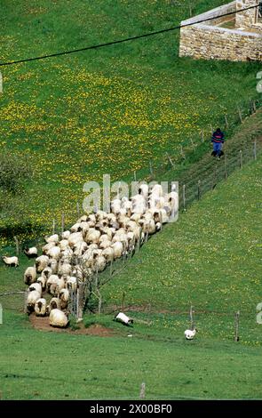 Schafe und Hirten, Aztiria, Legazpi. Guipuzcoa, Euskadi, Spanien. Stockfoto