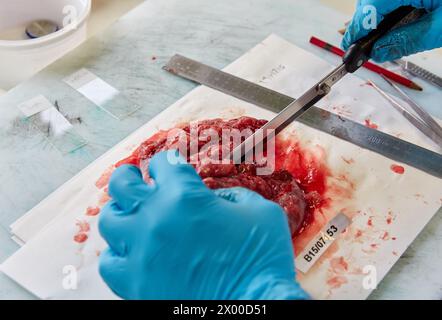 Makros-Bereich, Schnitzen, Probenauswahl von Schilddrüsengewebe, Anatomische Pathologie, Krankenhaus Donostia, San Sebastian, Gipuzkoa, Baskenland, Spanien. Stockfoto