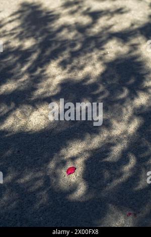 Manhattan, Kansas, USA. April 2024. Ein rotes Blumenpedal, umgeben von sichelförmigen Schatten der Sonnenfinsternis in Kansas, wo etwa 87 % der Gesamtheit bedeckt sind. (Kreditbild: © Luke Townsend/ZUMA Press Wire) NUR REDAKTIONELLE VERWENDUNG! Nicht für kommerzielle ZWECKE! Stockfoto