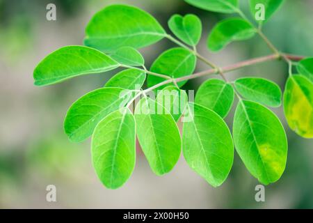 Kelor (Merunggai, Moringa oleifera, Trommelstock, Meerrettich, Malunggay) Blätter. Die Blätter dieser Pflanze werden normalerweise zum Kochen verwendet Stockfoto