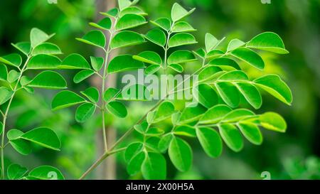 Kelor (Merunggai, Moringa oleifera, Trommelstock, Meerrettich, Malunggay) Blätter. Die Blätter dieser Pflanze werden normalerweise zum Kochen verwendet Stockfoto