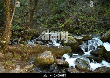 Ein stürmischer Fluss fließt von den Bergen herunter, der moosbedeckte Steine und die Stämme gefallener Bäume in seinem Fluss auf einem wolkigen Herbstd umsäumt Stockfoto