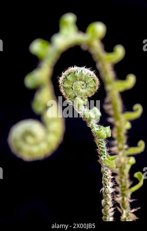 Fiddlehead Ferns abstrakte Muster - Pisgah National Forest, Brevard, North Carolina, USA Stockfoto