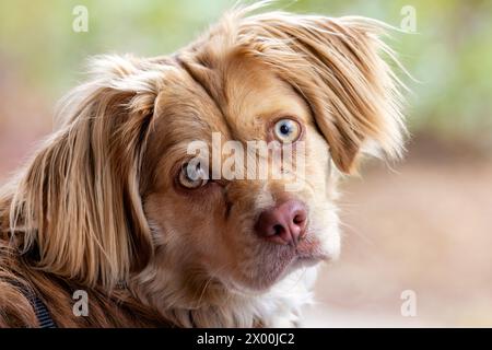 Nahaufnahme eines niedlichen Welpen mit Schlampenohren - Brevard, North Carolina, USA Stockfoto