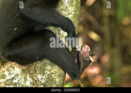 Ein Käppchen-Makaken (Macaca nigra) hält eine nicht identifizierte Froschart, laut Primatologen eine ihrer Diäten, im Tangkoko-Wald in Nord-Sulawesi, Indonesien. „Der Klimawandel ist einer der wichtigsten Faktoren, die die biologische Vielfalt weltweit in alarmierender Geschwindigkeit beeinflussen“, so ein Team von Wissenschaftlern unter der Leitung von Antonio acini Vasquez-Aguilar in ihrem Forschungspapier, das erstmals im März 2024 über environ Monit Assete veröffentlicht wurde. Es könnte die geografische Verteilung von Arten, einschließlich Arten, die stark von der Waldbedeckung abhängen, verschieben. Mit anderen Worten, der Klimawandel kann den Lebensraum verringern Stockfoto