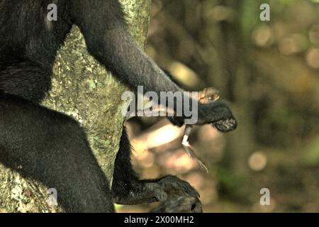 Ein Käppchen-Makaken (Macaca nigra) hält eine nicht identifizierte Froschart, laut Primatologen eine ihrer Diäten, im Tangkoko-Wald in Nord-Sulawesi, Indonesien. „Der Klimawandel ist einer der wichtigsten Faktoren, die die biologische Vielfalt weltweit in alarmierender Geschwindigkeit beeinflussen“, so ein Team von Wissenschaftlern unter der Leitung von Antonio acini Vasquez-Aguilar in ihrem Forschungspapier, das erstmals im März 2024 über environ Monit Assete veröffentlicht wurde. Es könnte die geografische Verteilung von Arten, einschließlich Arten, die stark von der Waldbedeckung abhängen, verschieben. Mit anderen Worten, der Klimawandel kann den Lebensraum verringern Stockfoto