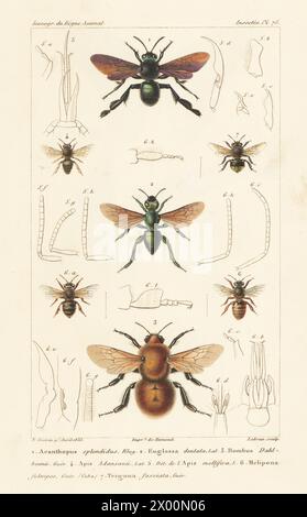 Acanthopus palmatus 1, Orchideenbiene, Euglossa dentata 2, und gefährdete Moscardonhummel, Bombus dahlbomii 3. Handkolorierter Kupferstich von Eugene Giraud nach einer Illustration von Felix-Edouard Guérin-Méneville aus Guérin-Ménevilles Iconographie du règne Animal de George Cuvier, Ikonographie des Tierreiches von George Cuvier, J. B. Bailliere, Paris, 1829–1844. Stockfoto
