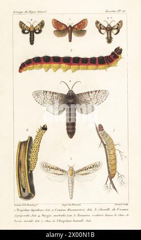 Schnappschopf, Korscheltellus lupulina 1, Schreinerwurmmotte, Prionoxystus macmurtrei 2, Ziegenmottenlarve, Cossus cossus 3, Stygia australis 4, Sesbania-Stammbohrer, Azygophleps scalaris 5, Leopardenmottenlarve, Zeuzera pyrina 6 und Geistermottenlarve Hepialus humuli 7. Handkolorierter Kupferstich von Eugene Giraud nach einer Illustration von Felix-Edouard Guérin-Méneville und Edouard Traviès aus Guérin-Ménevilles Iconographie du règne Animal de George Cuvier, Ikonographie des Tierreiches von George Cuvier, J. B. Bailliere, Paris, 1829–1844. Stockfoto