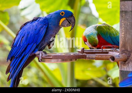 Ara, großer ara-Papagei mit bunten Federn. Blaue, goldene und rote tropische Papageienvögel im Dschungel Brasiliens. Amazonas exotische Vögel in freier Wildbahn Stockfoto
