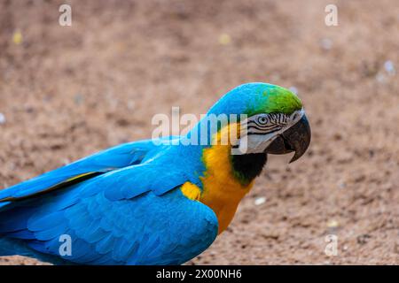 Ara, großer ara-Papagei mit bunten Federn. Blaue, goldene und rote tropische Papageienvögel im Dschungel Brasiliens. Amazonas exotische Vögel in freier Wildbahn Stockfoto