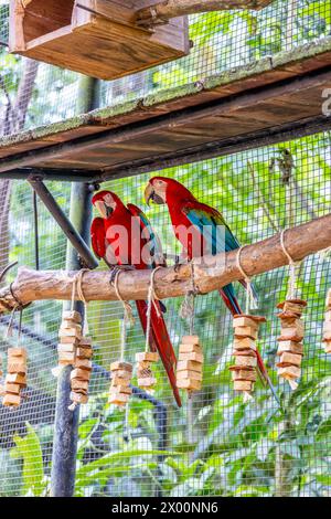 Ara, großer ara-Papagei mit bunten Federn. Blaue, goldene und rote tropische Papageienvögel im Dschungel Brasiliens. Amazonas exotische Vögel in freier Wildbahn Stockfoto