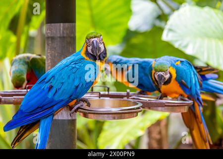 Ara, großer ara-Papagei mit bunten Federn. Blaue, goldene und rote tropische Papageienvögel im Dschungel Brasiliens. Amazonas exotische Vögel in freier Wildbahn Stockfoto