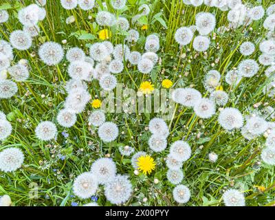 Hintergrund der Frühlingswiese mit flauschigen weißen Löwenzahnblüten. Stockfoto