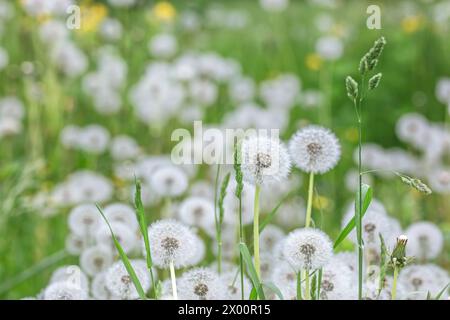 Flauschige Löwenzahnblüten vor verschwommenem grünem Grashintergrund. Stockfoto