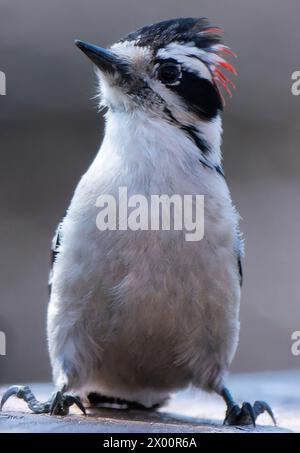 Ein Downy Woodpecker auf dem Hinterhof-Deck Stockfoto