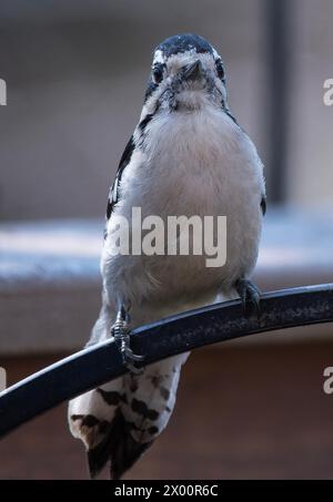 Ein Downy Woodpecker auf dem Hinterhof-Deck Stockfoto