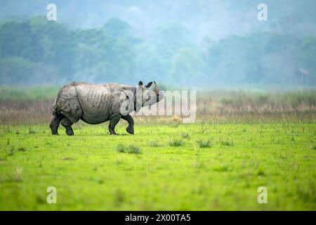 Ein männliches einhörniges Nashorn wandert aufmerksam auf einer Wiese im Burapahar Range des Kaziranga National Park, Assam, Indien Stockfoto