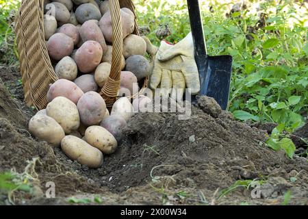 Frisch gegrabene bunte Kartoffeln laufen aus einem Korb neben einem Spaten in lockeren Boden Stockfoto