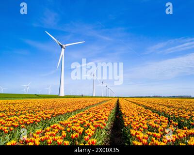 Ein lebhaftes Feld farbenfroher Tulpenblüten erstreckt sich bis in die Ferne, mit majestätischen Windmühlen, die sich im Hintergrund gegen den Himmel drehen. Niederlande Flevoland, grüne Energie Stockfoto