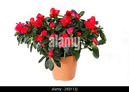 Anbau von Azaleen im Topf. Schöne rote Azalea Blume im Topf isoliert auf weißem Hintergrund. Stockfoto